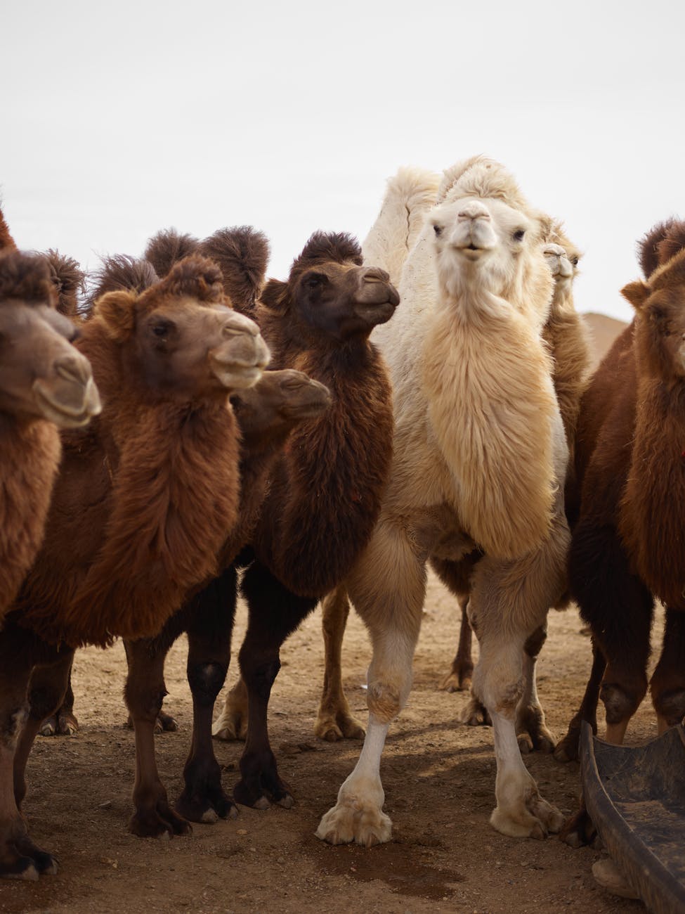 flock of camels in desert area
